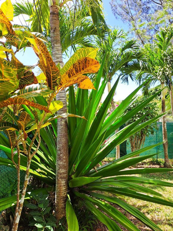 Yuka Lodge - Bungalow Prive Avec Jardin En Pleine Nature Sainte-Anne  Dış mekan fotoğraf